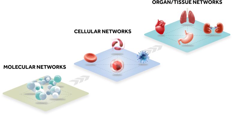 Network Structure of Different Levels of Organization in Living Organisms