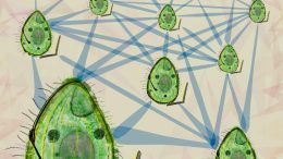 Networking Microorganisms