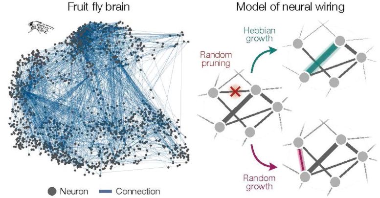 Neuro Network Formation Model
