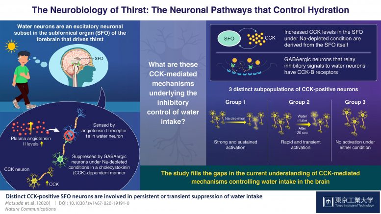 Neurobiology of Thirst