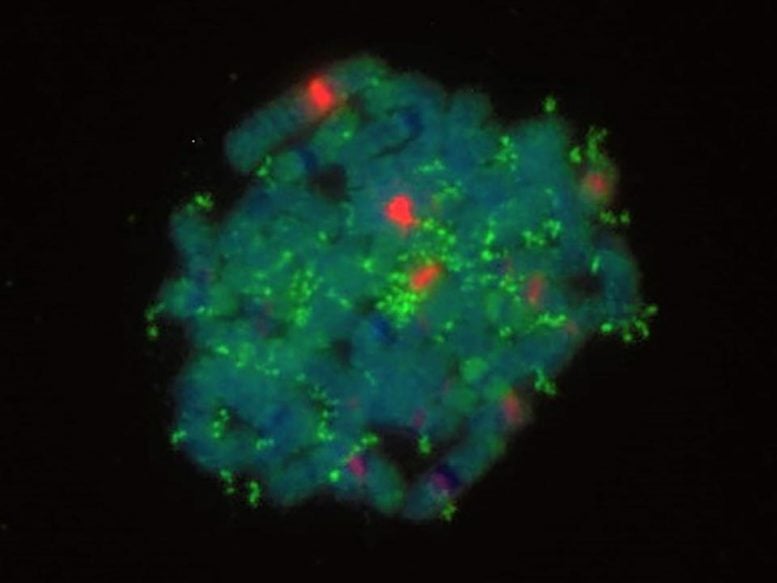 Neuroblastoma Cell DNA