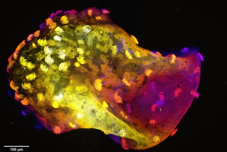 Scientists Create “Neurobots” – Living Machines With Their Own Nervous Systems