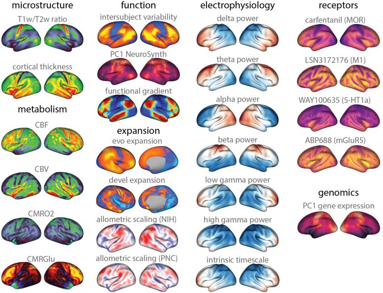 Neuromaps Brain Maps