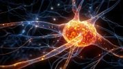 Neuron Brain Cell Disease