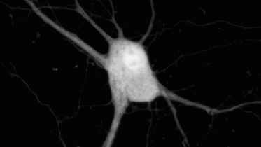 Neuron Cellular Signals