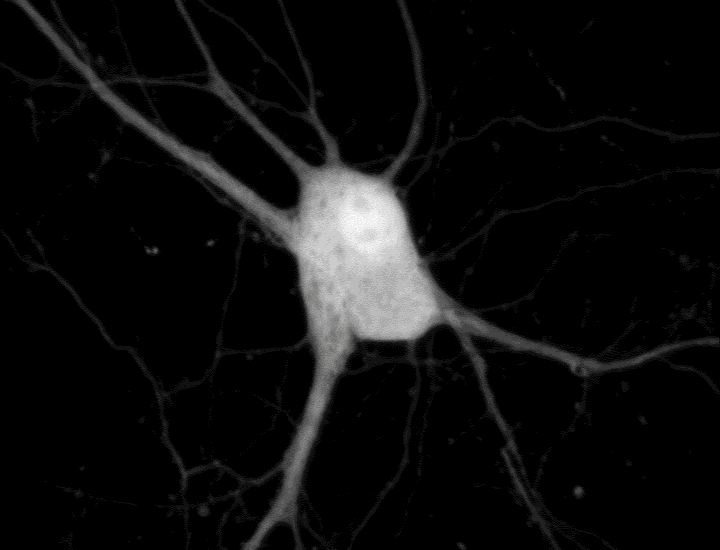 Neuron Cellular Signals