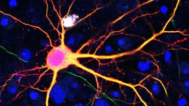 Neuron Merged Colors RHB