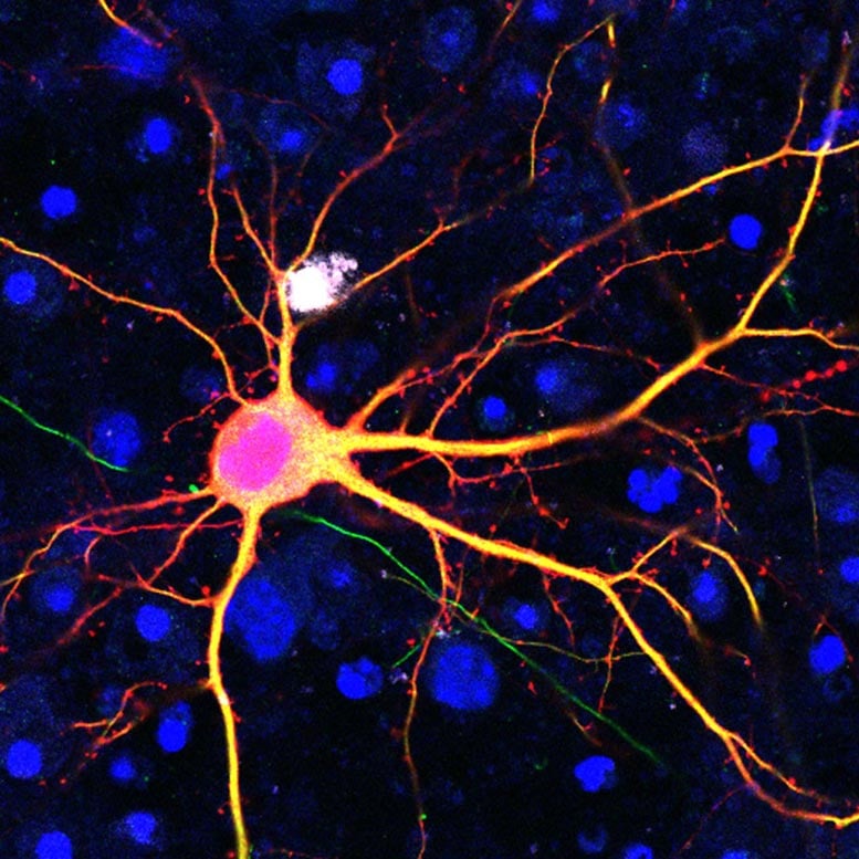 Neuron Merged Colors RHB