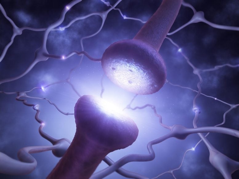 Neuron Network Synapse