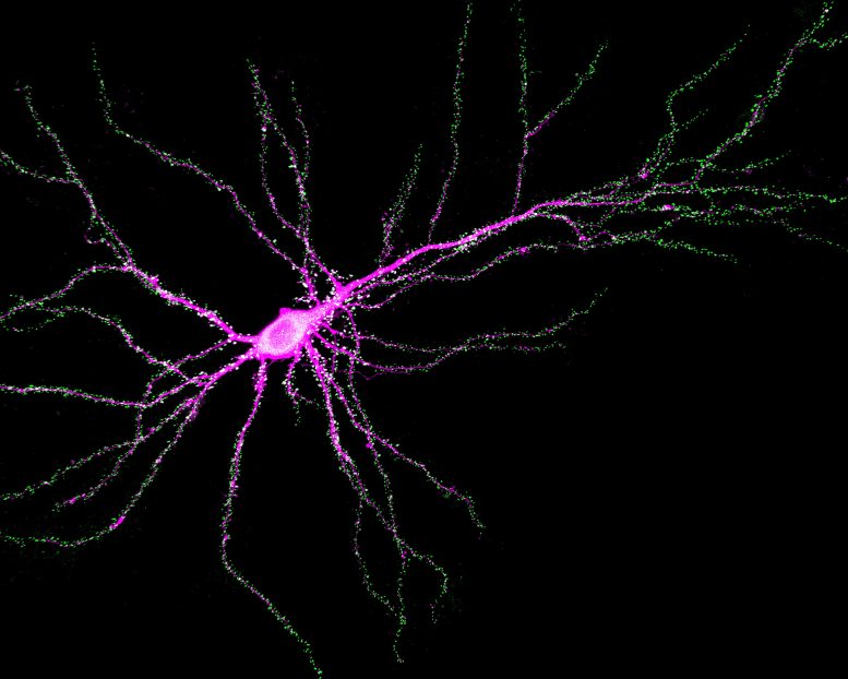 Neuron Showing SynGAP Binding to PSD 95 at Synapses