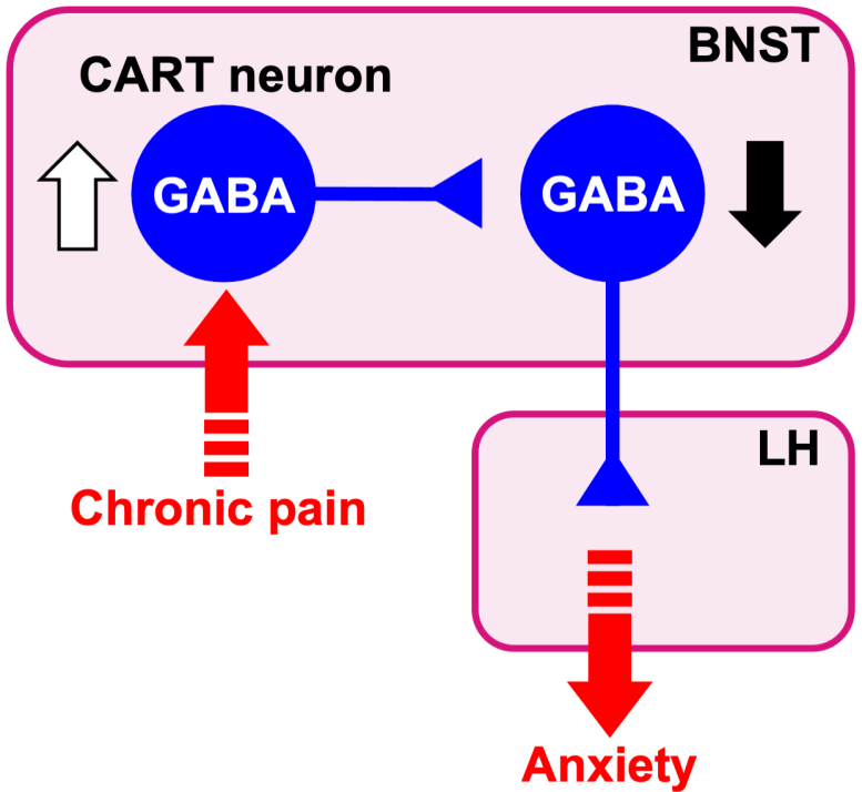 Neuronal Circuit Involved in Chronic Pain-Induced Maladaptive Anxiety