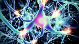 Neurons Active Nerve Cells
