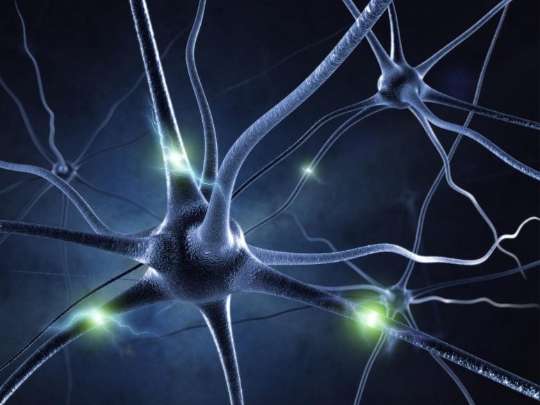 Neurons Brain Signals