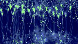 Neurons Cerebral Cortex Illustration