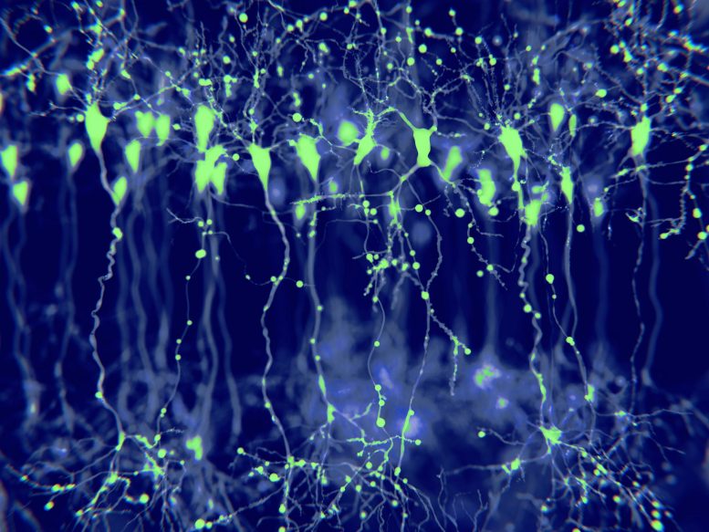 Neurons Cerebral Cortex Illustration