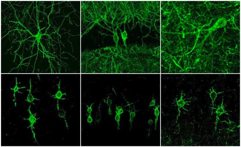 Neurons Fluorescent Probe