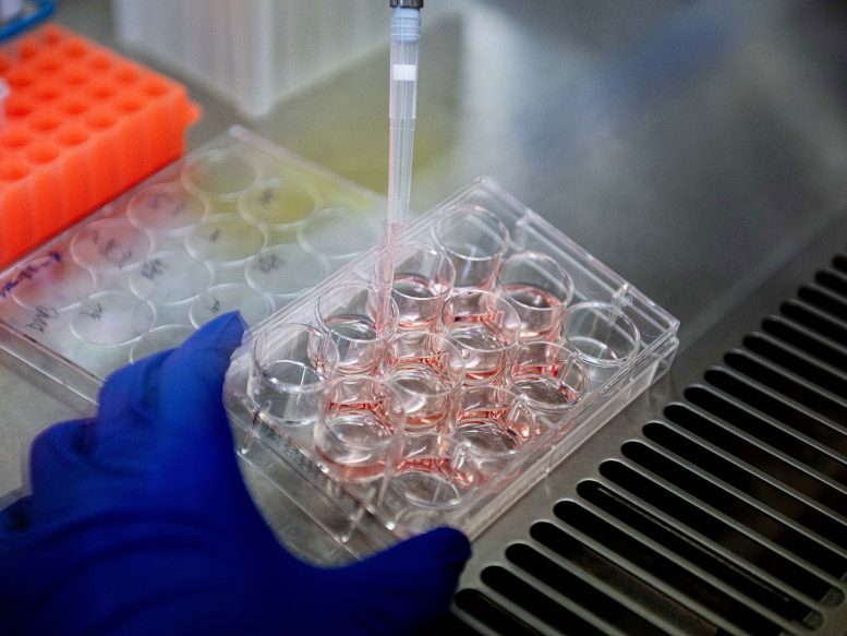 Neurons Grown in Petri Dishes in the Lab