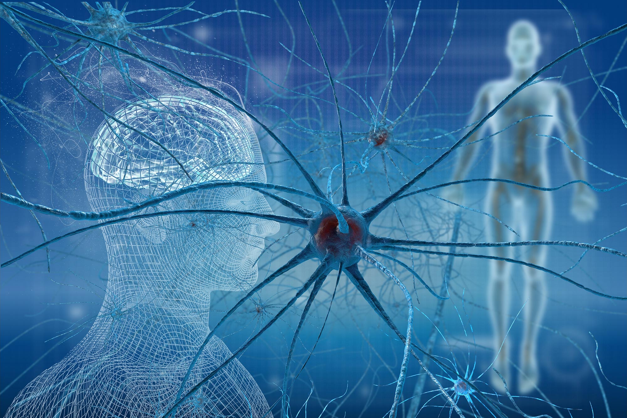 Neurons Human Brain Cells