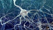 Neurons Inside of Brain
