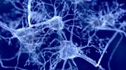 Neurons Neuroscience