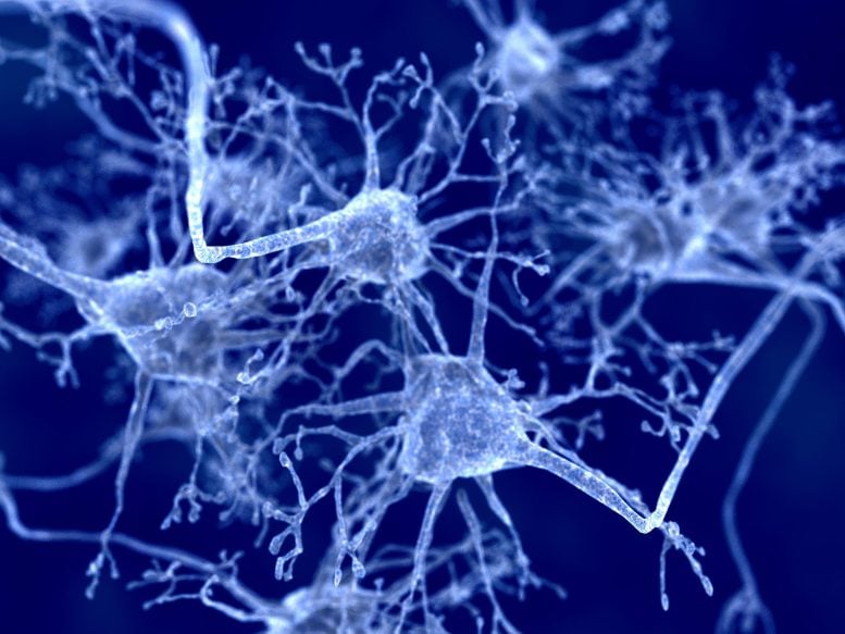 Neurons Neuroscience