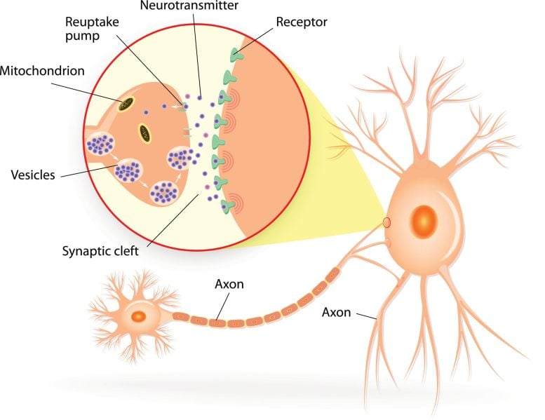 Neurons Synapses Neurotransmitters