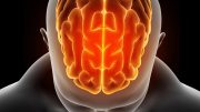 Neuroscience Human Brain Top Illustration