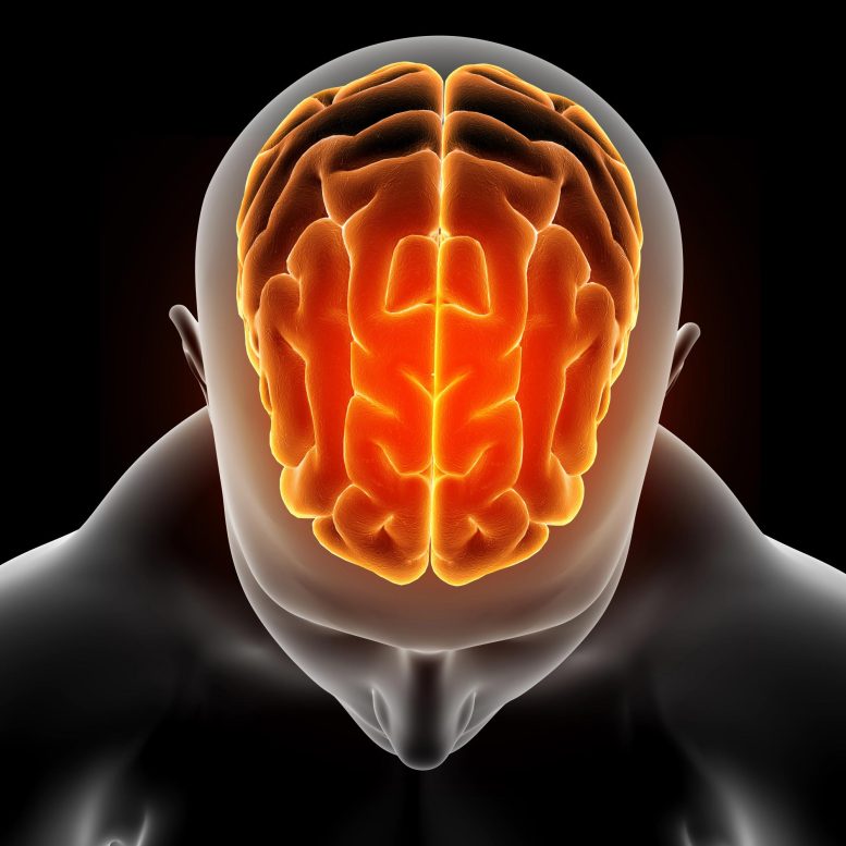 Neuroscience Human Brain Top Illustration