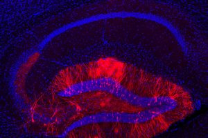 Neuroscientists Build Case for New Theory of Memory Formation