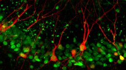 Neuroscientists Discover a Cellular Pathway That Encodes Memories