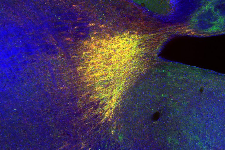 Neuroscientists Identify a Circuit That Helps the Brain Record Memories