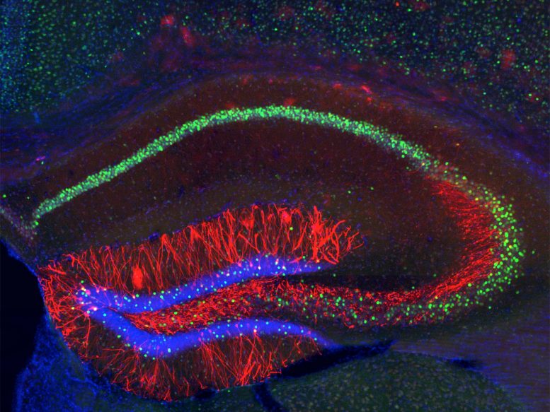 Neuroscientists Plant False Memories in Mice