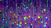 Neuroscientists Reveal How Interwoven Nature and Nurture Are