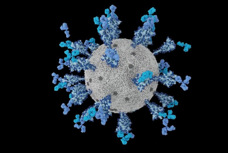 Neutralizing Antibodies Binding SARS CoV 2 Spike Protein