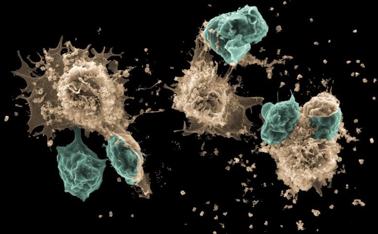 Neutrophil Trapping and Nexocytosis