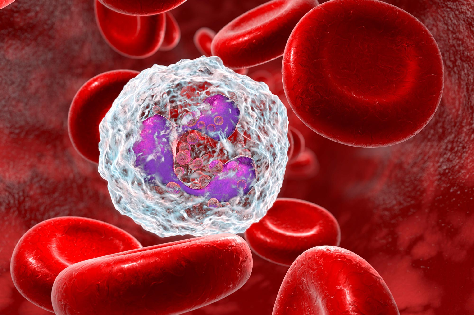 Neutrophil White Blood Cell Illustration