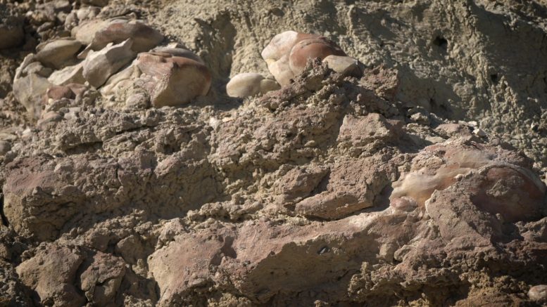 Nevada Desert Stromatolites