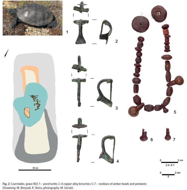 New Analysis Sheds Light on Mystery of Turtle Remains Found in a Roman Iron Age Grave in Poland Graphic
