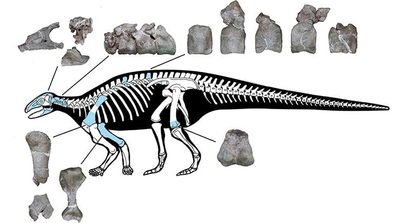 새로운 아시아 기갑 공룡 해골