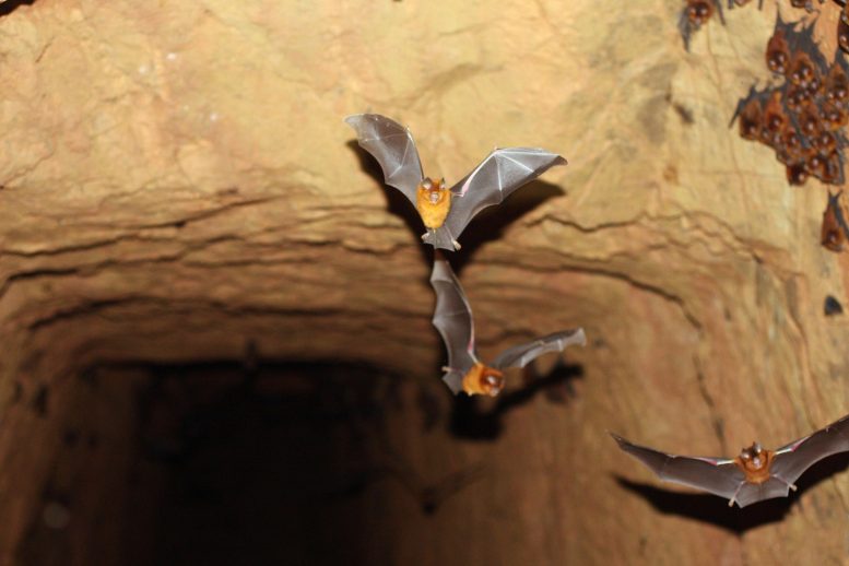 New Bat Species Colony