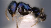 New Blue Ant Species