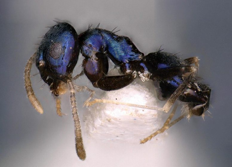 New Blue Ant Species