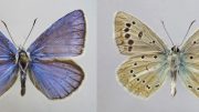 New Butterfly Species Discovered in European Russia
