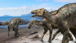 New Dinosaur Species Kamuysaurus Japonicus