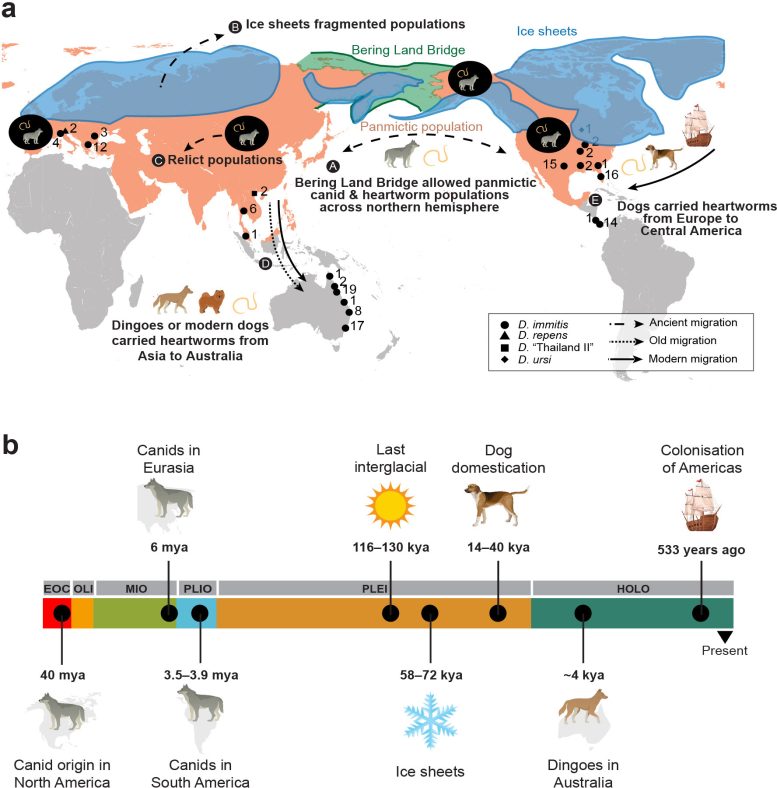 New Evolutionary Paradigm for Canid Heartworm