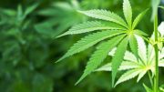 New Findings on Marijuana Use Among Young Men
