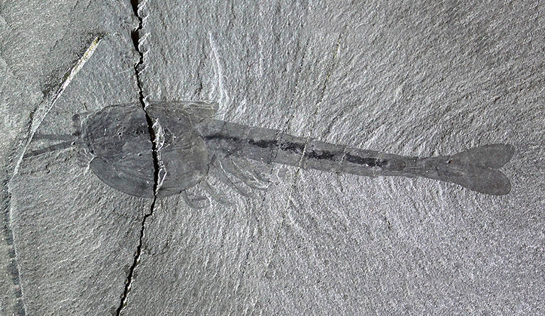 New Fossils Discovered in the Cambrian Burgess Shale