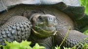 New Galapagos Giant Tortoise Species