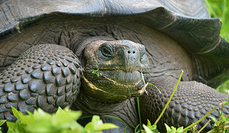 New Galapagos Giant Tortoise Species 