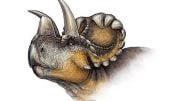 New Horned Dinosaur Species Wendiceratops Discovered